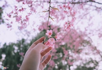 tu vi hom nay 12 cung hoang dao 2732024 song tu tai loc phat trien ruc ro