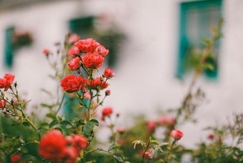 tu vi hom nay 12 cung hoang dao 2832024 xu nu tinh cam roi boi