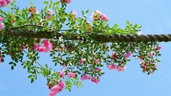 tu vi hom nay 12 cung hoang dao 242024 su tu co chap xu nu co kim che ban than