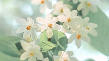 tu vi hom nay 12 cung hoang dao 542024 song tu cong viec vo cung thuan loi