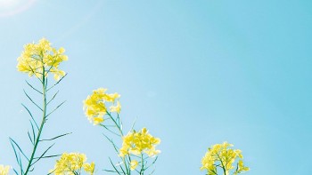 tu vi hom nay 12 cung hoang dao 1042024 ma ket thanh cong truyen cam hung cho nhieu nguoi