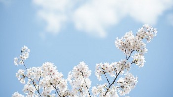 tu vi hom nay 12 cung hoang dao 842024 su tu doi mat voi nhieu rac roi