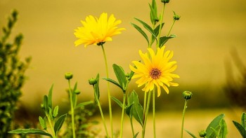 tu vi hom nay 12 cung hoang dao 1342024 cu giai duoc cap tren cat nhac vi tri moi