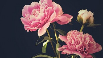 tu vi hom nay 12 cung hoang dao 1442024 su tu tui tien rung rinh