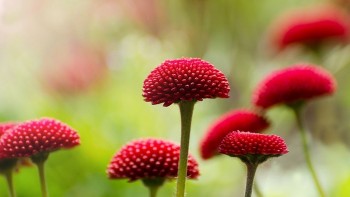 tu vi hom nay 12 cung hoang dao 1542024 su tu xu nu don nhan tin vui tai chinh