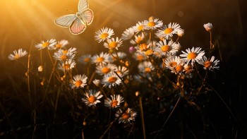 tu vi hom nay 12 cung hoang dao 1842024 cu giai than may man soi duong dan loi