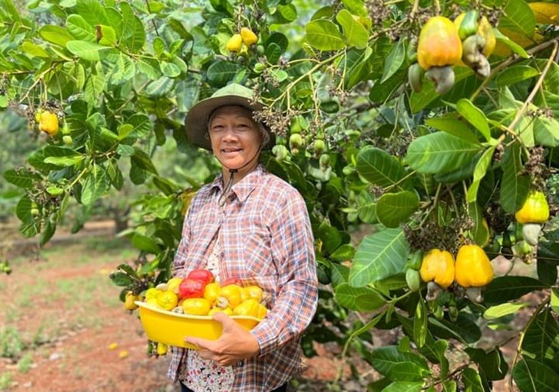 Xuất khẩu điều đang đà tăng trưởng, kỳ vọng lấy lại được mốc kỷ lục