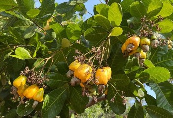 xuat khau dieu nhan tang truong tot nhung nhieu nha may kinh doanh kem hieu qua