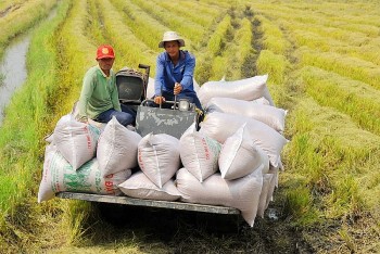 philippines cat giam thue nhap khau gao them thuan loi xuat khau gao viet