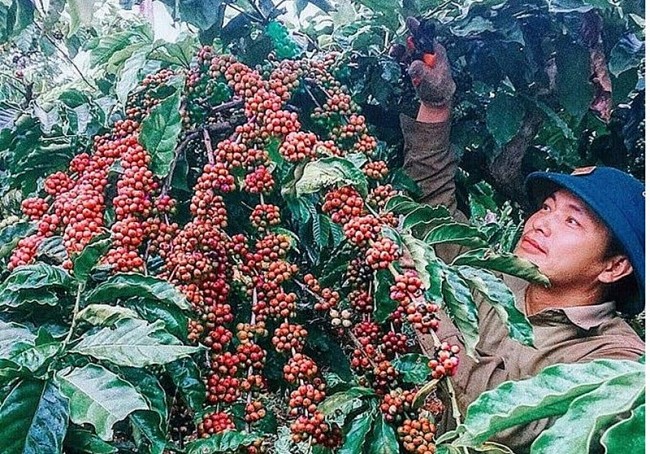 Xuất khẩu cà phê đã mang về hơn 3 tỷ USD sau nửa năm