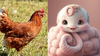 tuoi quy dau 1993 co nen sinh con nam 2025 khong