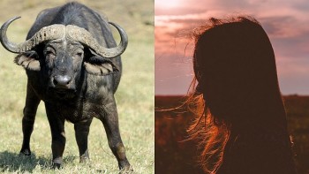 top con giap xui xeo hom nay 1982024 suu dung dau hong do than su nghiep kho thuan loi