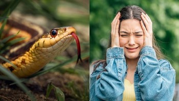 top con giap xui xeo hom nay 2082024 hoi van xui deo bam