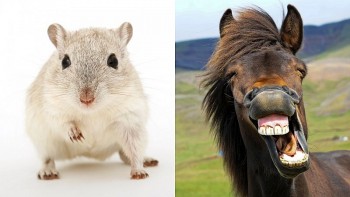 top con giap xui xeo hom nay 1692024 ty co nguoi choi xau ngo hao tai