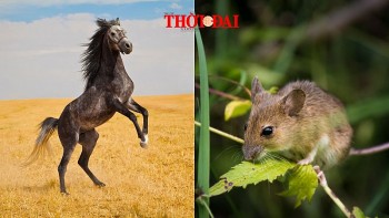 top con giap may man hom nay 1792024 ty cai thien tai chinh ngo thang cap trong cong viec