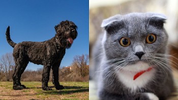 top con giap xui xeo hom nay 1792024 tuat mao doi dien voi du thu chuyen phuc tap