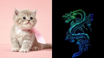 top con giap xui xeo hom nay 2192024 mao hung tinh ngang duong hoi dap nhieu kho khan