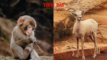 top con giap xui xeo tuan nay 23 2992024 than mui can trong trong moi viec