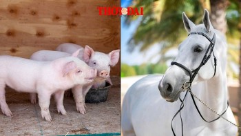 top con giap xui xeo hom nay 2592024 chiu nhieu am uc tai chinh di xuong