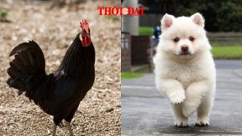 top con giap xui xeo hom nay 2792024 dau suy nghi bi quan tuat lam mat long doi tac