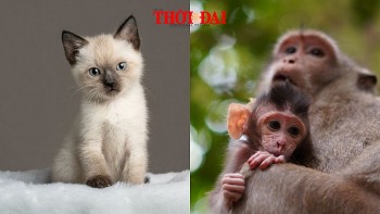 top con giap xui xeo hom nay 2892024 mao gap hung tinh than thieu than trong trong cong viec