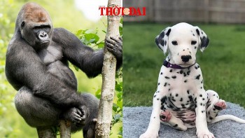 top con giap xui xeo hom nay 2992024 than gap nhieu tro ngai tuat thieu tich cuc