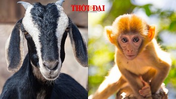 top con giap xui xeo hom nay 3092024 than mui ngay cuoi thang day trac tro