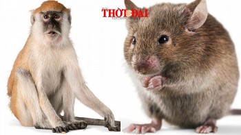 top con giap may man hom nay 5102024 than tui tien rung rinh ty phat trien ruc ro