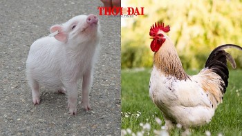 top con giap xui xeo hom nay 5102024 hoi vuong thi phi dau doi mat tieu nhan