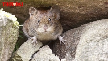 top con giap xui xeo hom nay 4102024 ngo de phong tieu nhan dan tien bac di xuong