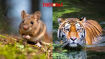 top con giap xui xeo hom nay 7102024 ty doi mat cuc dien tuong hai dan can trong duong quan lo