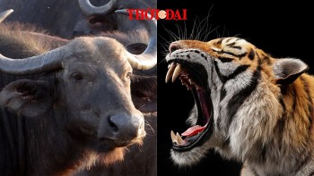 top con giap xui xeo tuan nay 710 13102024 dan suu hao tai ton phuoc