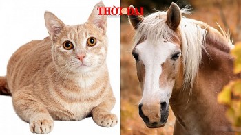 top con giap xui xeo hom nay 8102024 mao ngo hung tinh deo bam