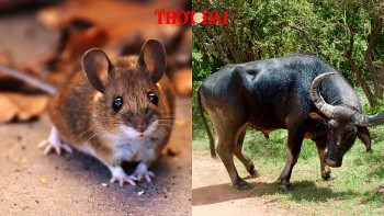 top con giap xui xeo hom nay 9102024 ty hung tinh giang hoa suu tieu nhan vay ham