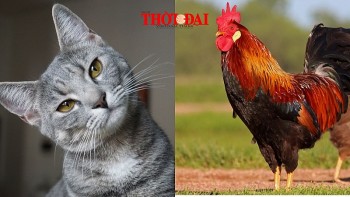 top con giap may man hom nay 10102024 mao don nhan tin vui tai loc dau nhieu co hoi thang tien