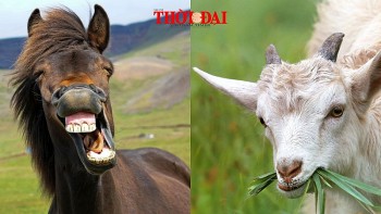 top con giap xui xeo hom nay 10102024 ngo mui cong viec lao dao nhieu va cham