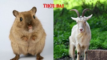 top con giap may man hom nay 11102024 ty vo cung thuan loi mui tien bac di len