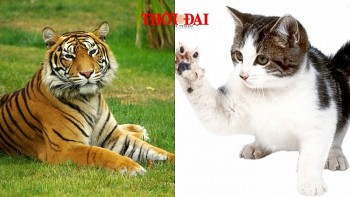 top con giap may man hom nay 12102024 dan mao su nghiep doi dao phuc loc thang tien