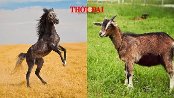 top con giap may man hom nay 17102024 ngo tam hop tro luc mui phat trien ruc ro