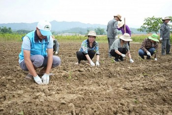 xuat cap hon 137 tan hat giong cay trong ho tro tinh yen bai