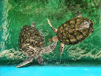 hsi va iucn trang bi ky nang cuu ho rua bien cho ngu dan viet nam