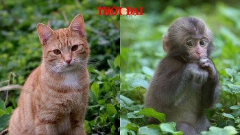 top con giap xui xeo tuan nay 212 8122024 mao vuong thi phi than cong viec sa sut