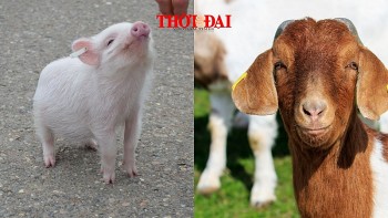 top con giap may man hom nay 2122024 hoi quy nhan soi duong mui tai tinh giup suc