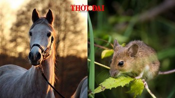 top con giap xui xeo hom nay 2122024 ty gap nhieu thang tram ngo tu ti ve ban than