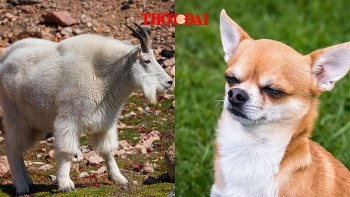 top con giap may man hom nay 3122024 tuat chinh phuc moi tieu de ra mui moi viec vo cung thuan loi