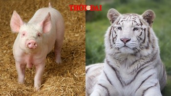 top con giap xui xeo hom nay 4122024 hoi nguy co ke xau ham hai dan tinh cam sa sut