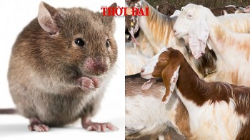 top con giap xui xeo hom nay 5122024 ty hung tinh ngang duong mui cong viec bi can tro