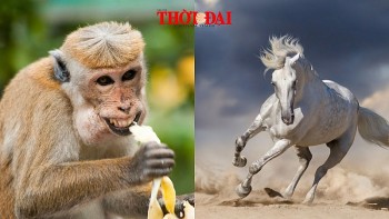 top con giap xui xeo hom nay 7122024 ngo doi mat thi phi than can can than hon trong cong viec