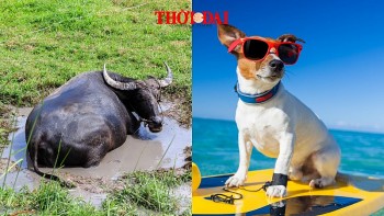 top con giap xui xeo hom nay 8122024 suu de kich dong tuat tieu nhan rinh rap