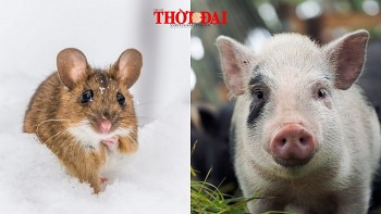 top con giap xui xeo hom nay 9122024 ty kieu cang tu phu hoi tinh cam di xuong